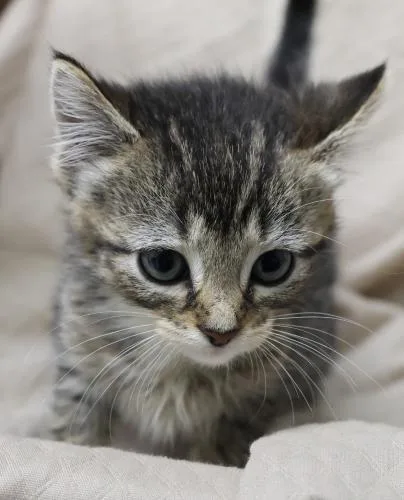 Purrmesan