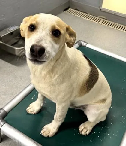 A young medium-sized male Retriever dog named Crema for adoption in Washington, DC