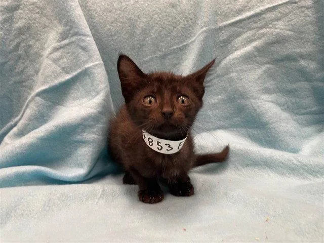 A baby small-sized female Black Domestic Short Hair cat named Peregrine for adoption in Tavares, FL