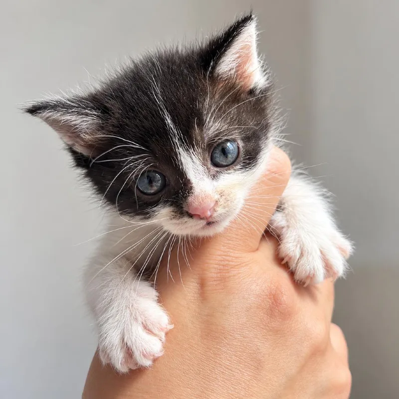 A baby small-sized male Black Domestic Short Hair cat named Luigi for adoption in Long Beach, CA