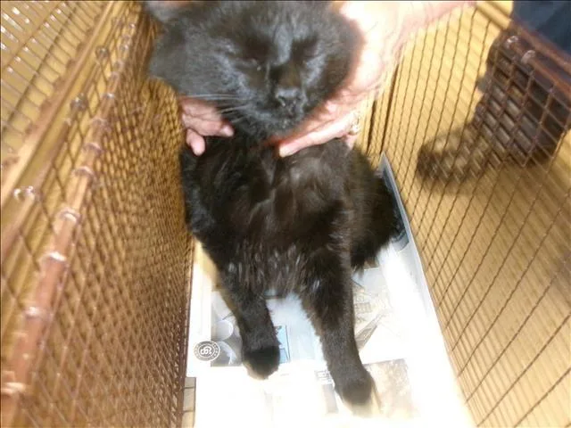 An adult large-sized male Domestic Short Hair cat named Axel for adoption in Van Nuys, CA