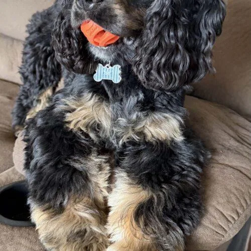 Bentley K thumbnail 2