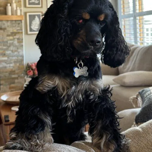 Bentley K thumbnail 3