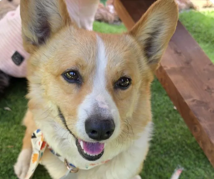 An adult small-sized male Corgi dog named Perry for adoption in San Ramon, CA