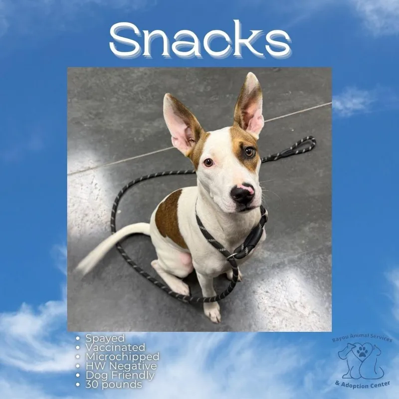 Snacks thumbnail 5