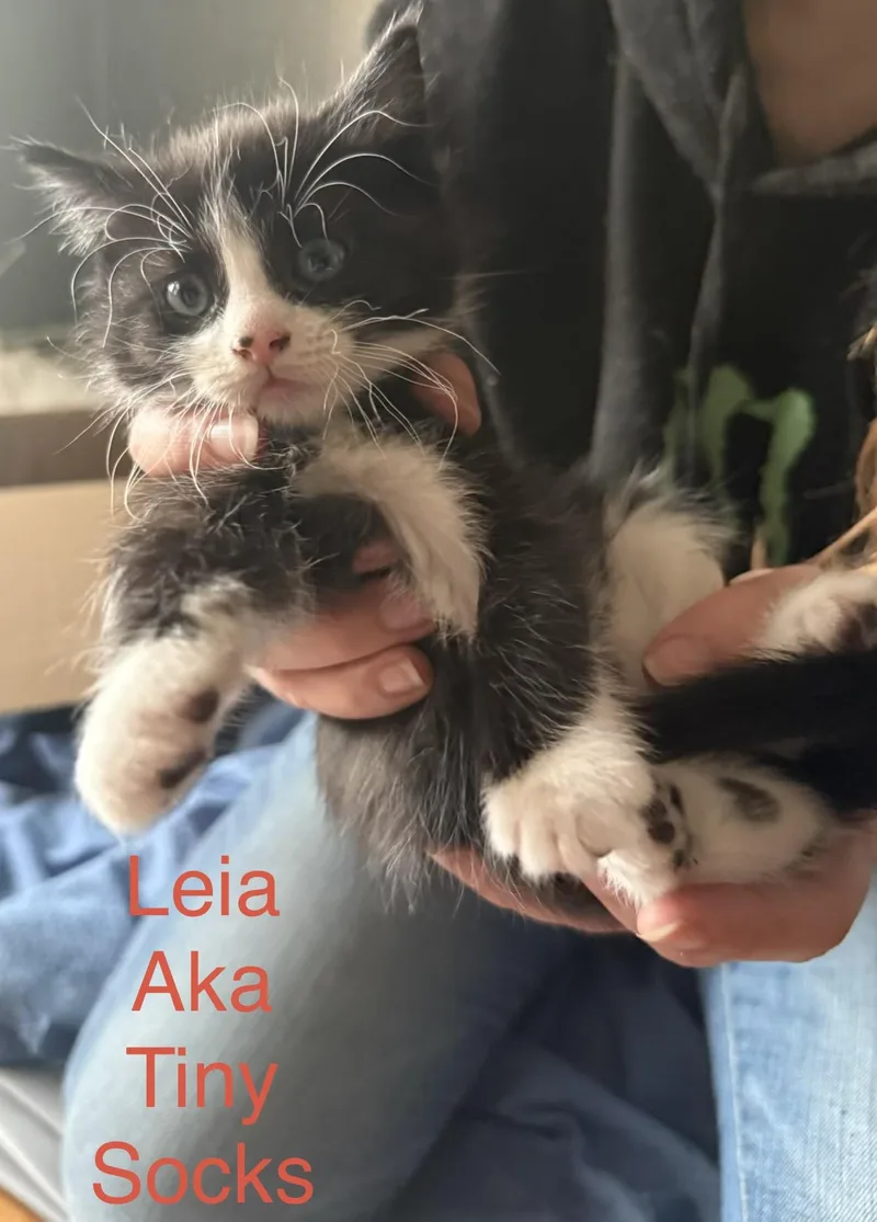 A baby medium-sized female Black & White / Tuxedo Domestic Medium Hair cat named Leia for adoption in Springfield, MA