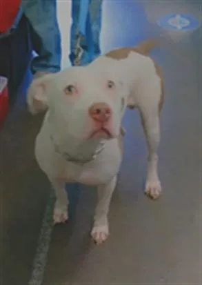 An adult large-sized male Pit Bull Terrier dog named Guero for adoption in Los Angeles, CA