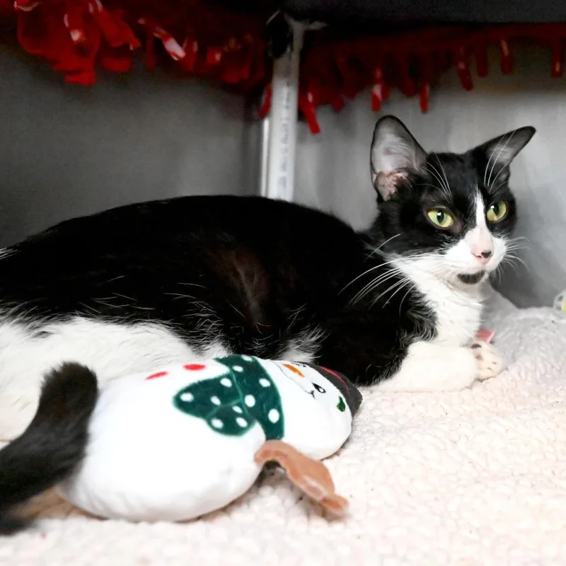 A young medium-sized female Black Domestic Short Hair cat named Cali for adoption in West Palm Beach, FL