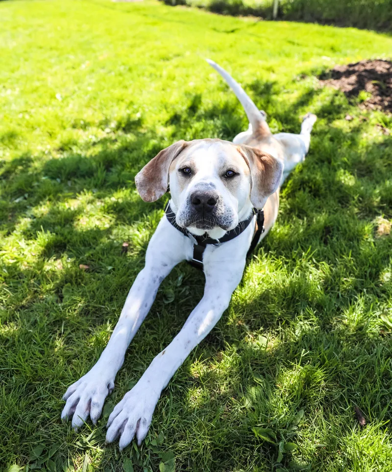 An adult large-sized male Apricot / Beige Coonhound dog named Buck for adoption in Pontiac, MI
