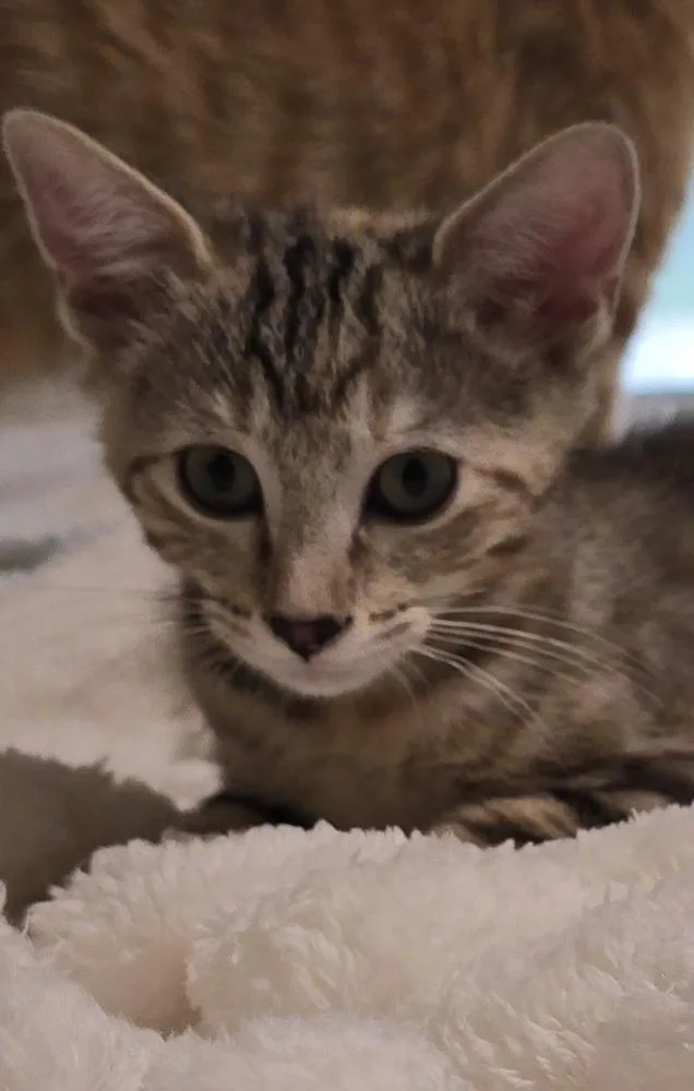 A baby small-sized female Buff & White Calico cat named Atalanta Nova for adoption in Dallas, TX