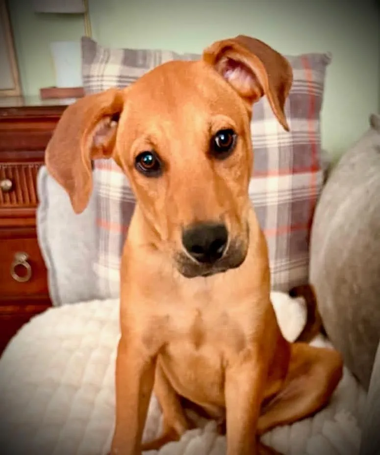 A baby medium-sized male Golden Retriever dog named Ralphie for adoption in Powell, TN