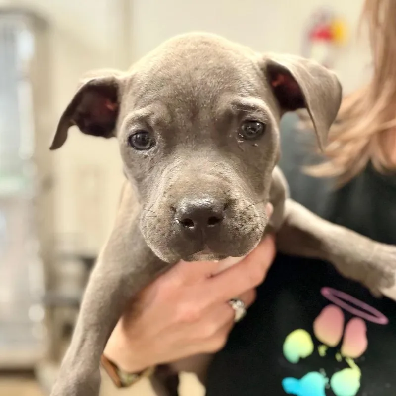A baby small-sized male Gray / Blue / Silver Pit Bull Terrier dog named Rowan for adoption in Evensville, TN