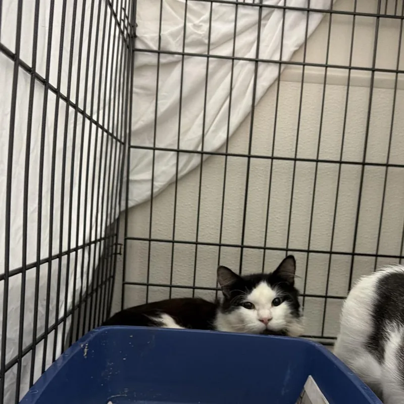 A young medium-sized male Domestic Medium Hair cat named Buckeye for adoption in Tacoma, WA