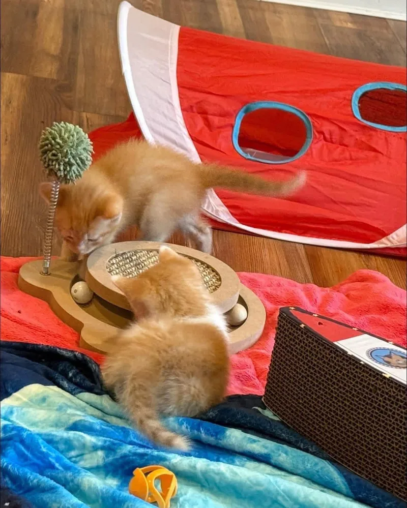 A baby medium-sized male Orange & White Tabby cat named Orion for adoption in Blanch, NC