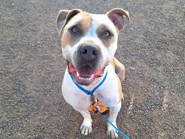 A young large-sized male Pit Bull Terrier dog named Bosco for adoption in Phoenix, AZ
