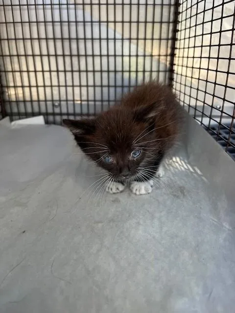 A baby small-sized male Domestic Short Hair cat named Baby Boy for adoption in Miami, FL