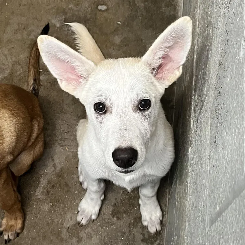 Goob