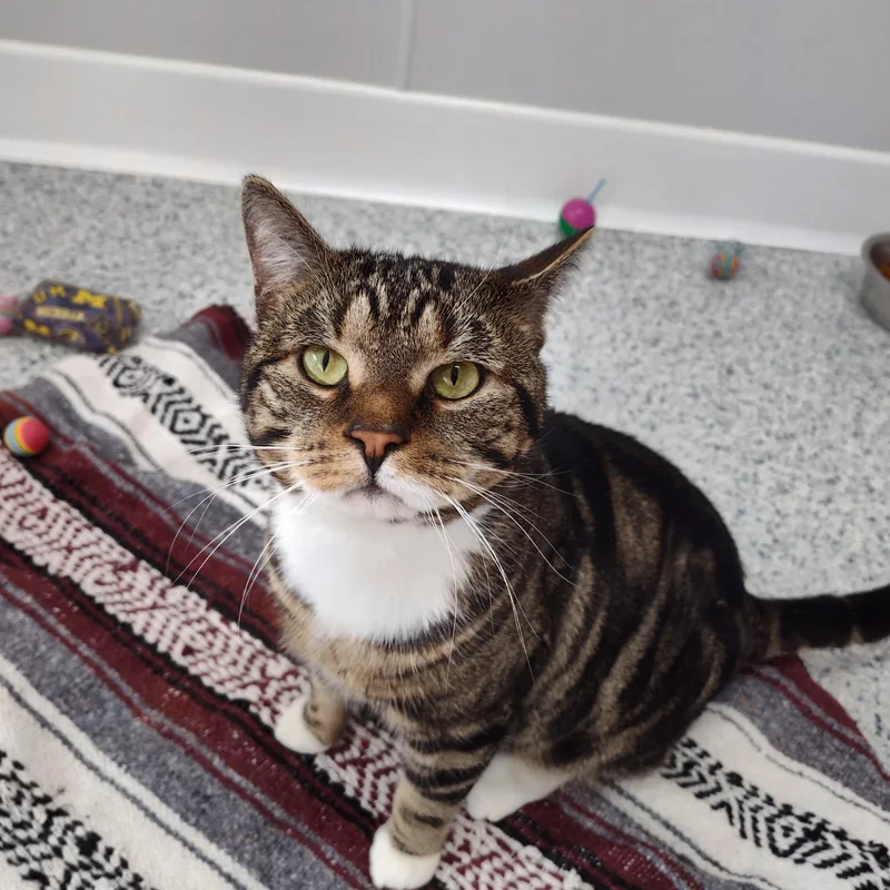 An adult medium-sized male Domestic Short Hair cat named Arlo for adoption in Stockbridge, MI