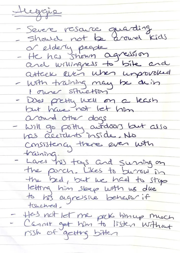 An adult small-sized male Chihuahua dog named Toby for adoption in St. Augustine, FL