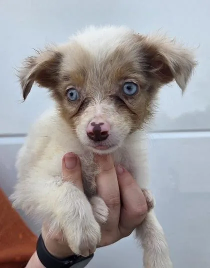 A baby small-sized female Australian Shepherd dog named Betty for adoption in Kinzers , PA