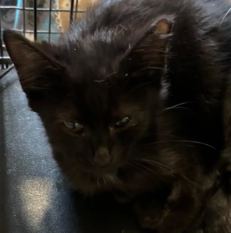 A baby small-sized male Domestic Short Hair cat named Midnight for adoption in Elizabethton, TN