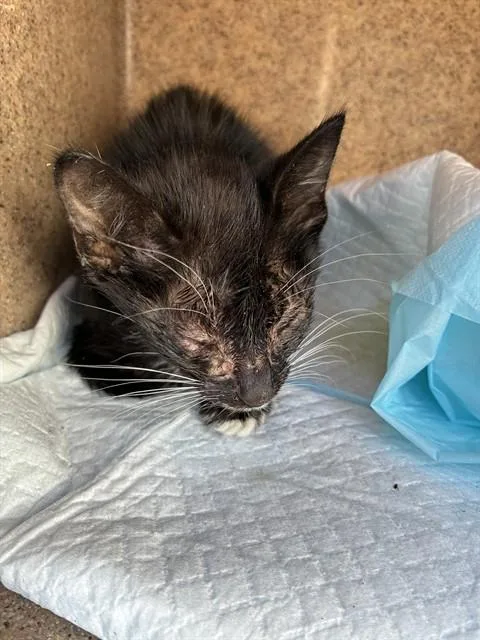 A baby small-sized female Domestic Short Hair cat named Posie for adoption in Stockton, CA