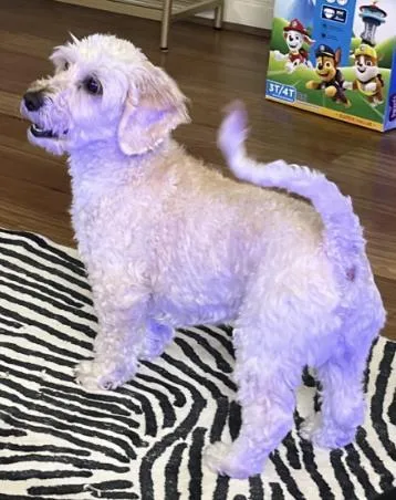 Max