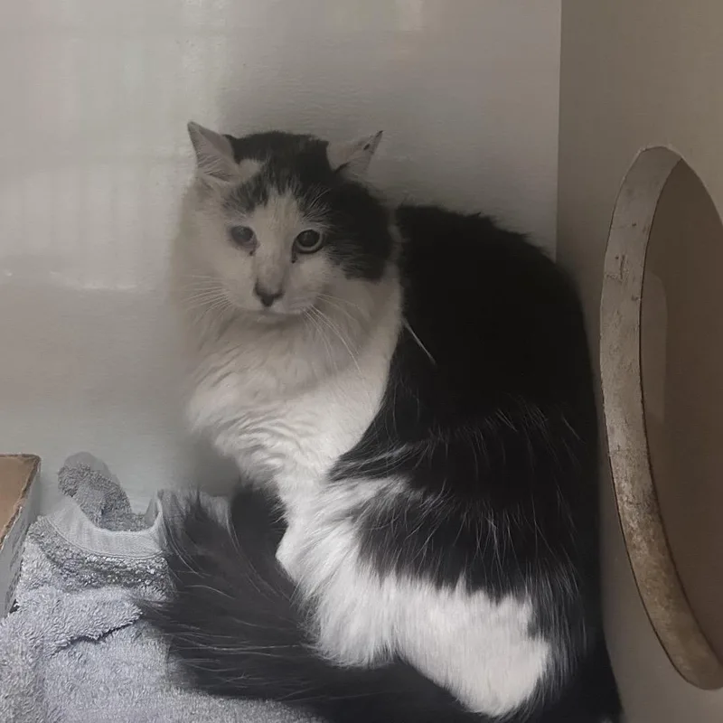 An adult medium-sized female White Domestic Short Hair cat named Salt for adoption in Yuma, AZ