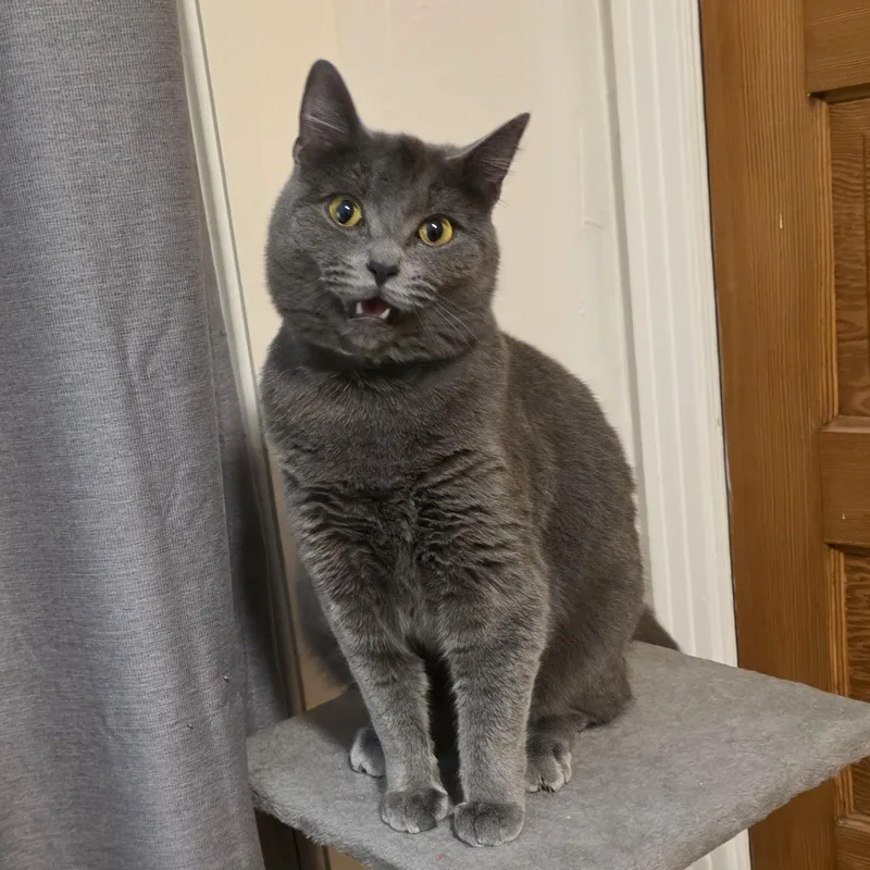 An adult medium-sized female Gray / Blue / Silver Domestic Short Hair cat named Midna for adoption in The Dalles, OR