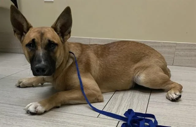 A young medium-sized male Belgian Shepherd / Malinois dog named Acai for adoption in Corpus Christi, TX
