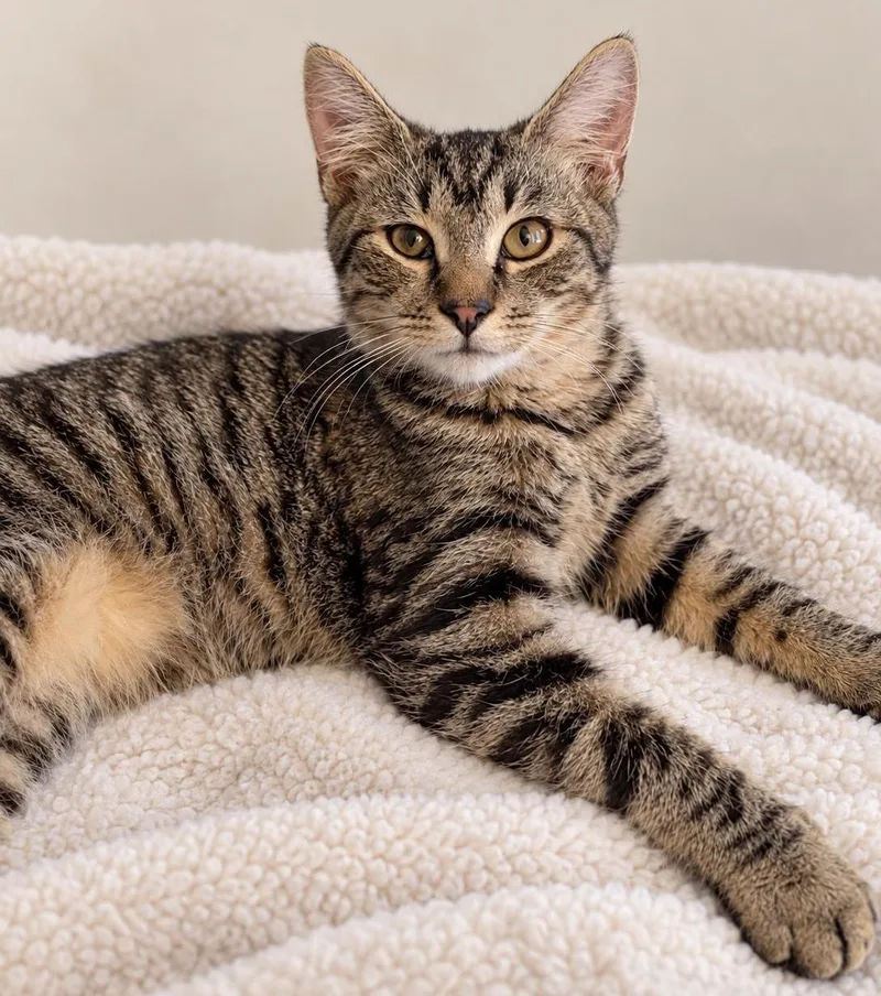 A baby small-sized male Tiger cat named Lickitysplit for adoption in Jamaica Plain, MA