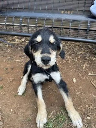 A baby small-sized male Mixed Breed dog named Utah for adoption in Chamblee, GA
