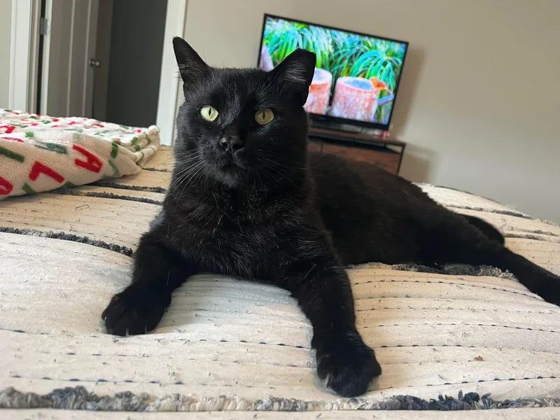 An adult large-sized male Black Bombay cat named Romeo for adoption in Fort Oglethorpe, GA