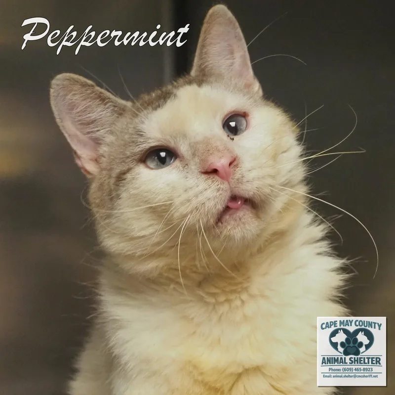 A young medium-sized male Domestic Short Hair cat named Peppermint for adoption in Cape May Court House, NJ