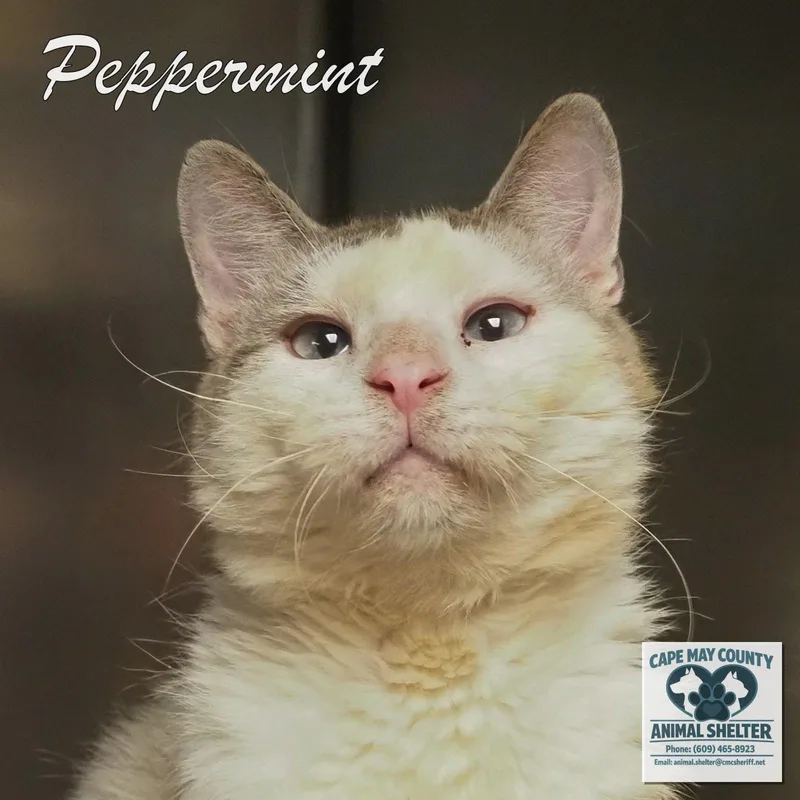 Peppermint thumbnail 2