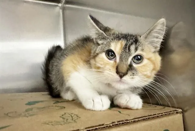 A baby small-sized female Domestic Short Hair cat named Muffuletta for adoption in Saint Louis, MO