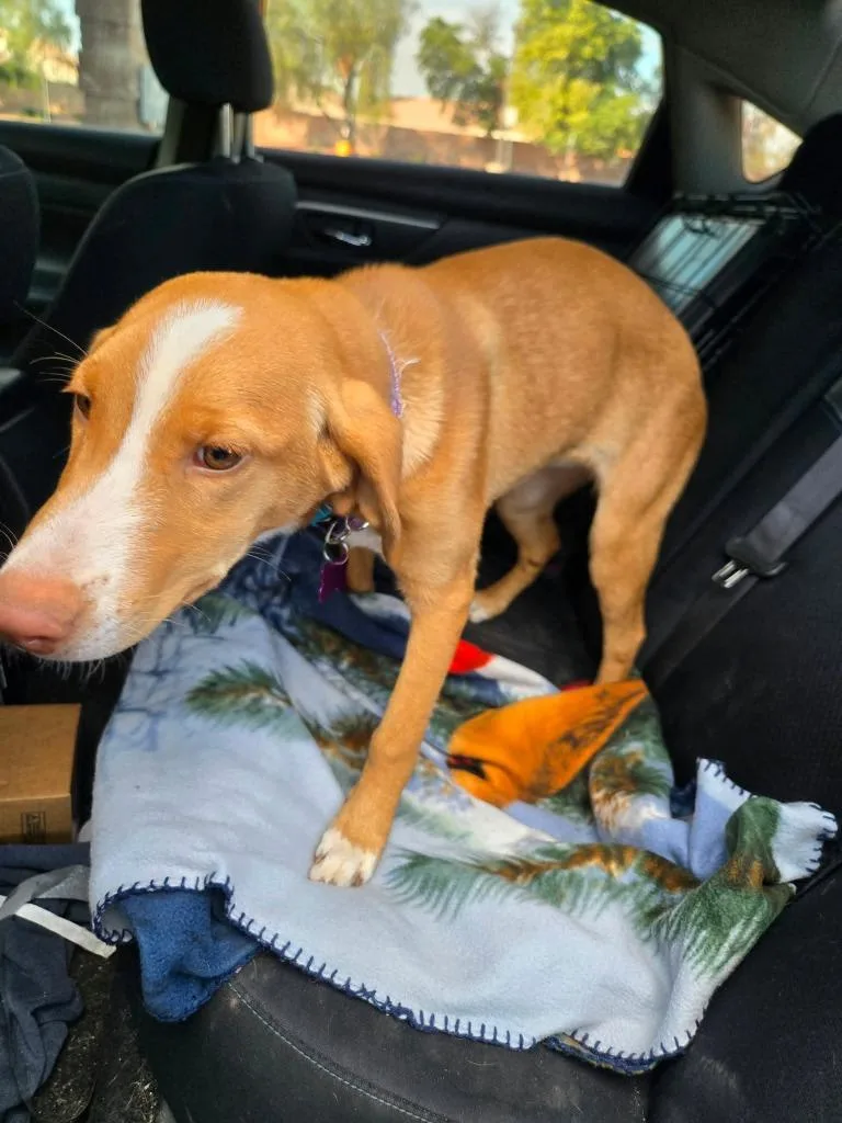 A baby small-sized female Bloodhound dog named Winnie for adoption in Mesa, AZ
