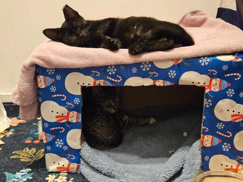 A baby medium-sized male Black Domestic Short Hair cat named Alfie for adoption in Breinigsville, PA