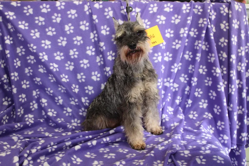 A senior small-sized female Schnauzer dog named Spinner for adoption in Livonia, MI