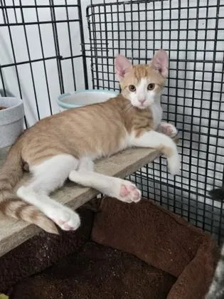 A young medium-sized male Domestic Short Hair cat named Davant for adoption in River Ridge, LA