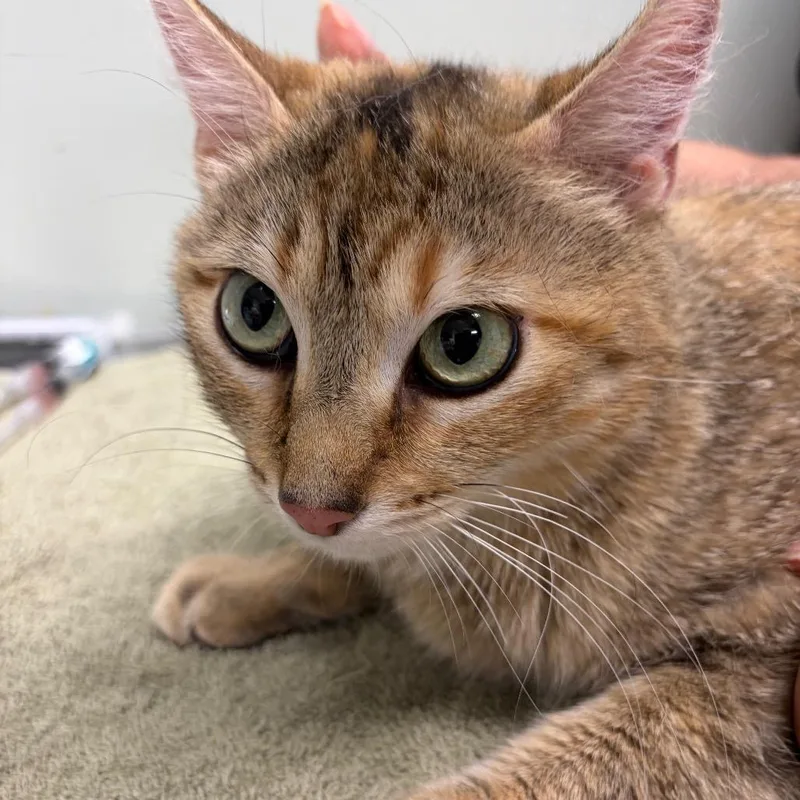 An adult medium-sized female Brown / Chocolate Domestic Short Hair cat named Romina for adoption in Waldorf, MD