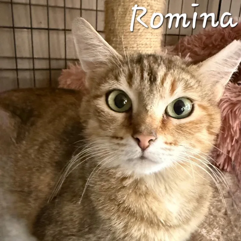 Romina thumbnail 3
