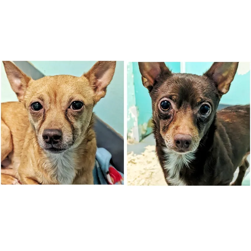 An adult small-sized male Bicolor Chihuahua dog named Eli & Sammy for adoption in Eustis, FL