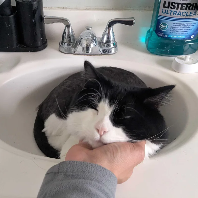 An adult medium-sized male Black & White / Tuxedo Domestic Long Hair cat named Moon for adoption in Waltham, MA