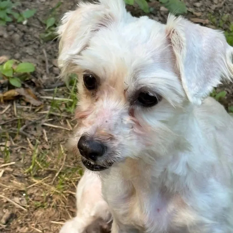 An adult small-sized female White / Cream Maltese dog named Dior for adoption in West Chester, PA