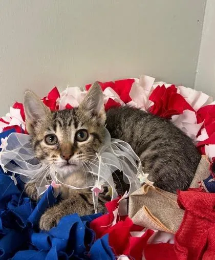 A baby medium-sized female Domestic Short Hair cat named Fergie for adoption in Picayune, MS