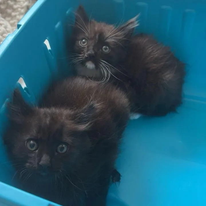 A baby small-sized male Domestic Medium Hair cat named Twilight for adoption in Westminster, CA