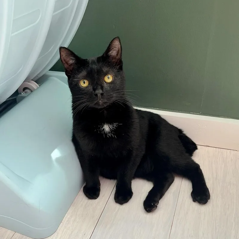 A young medium-sized male Domestic Short Hair cat named Turnip for adoption in New Orleans, LA