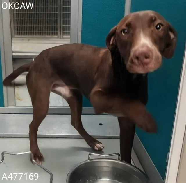 A young medium-sized male Pointer dog named A for adoption in Oklahoma City, OK