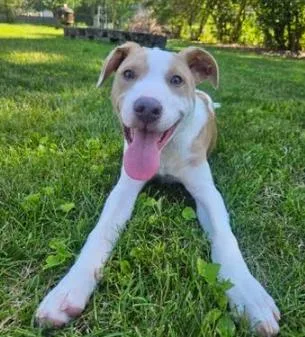 A baby medium-sized male Australian Cattle Dog / Blue Heeler dog named Keelan for adoption in Brooklyn Center, MN